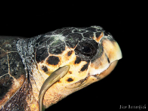 Turtle with Pilot-Fish by Rico Besserdich 